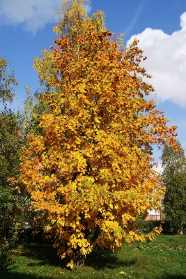 Осенняя рябина (Фото 7) 