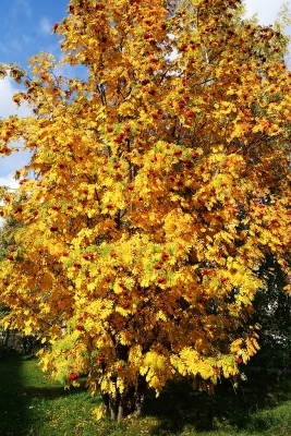 Осенняя рябина (Фото 6) 