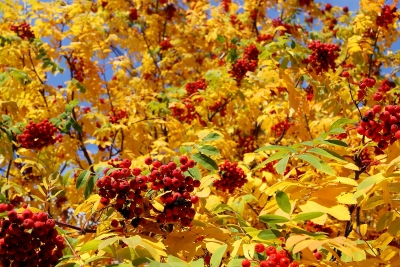 Осенняя рябина (Фото 2)