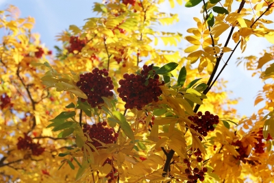Осенняя рябина (Фото 1)