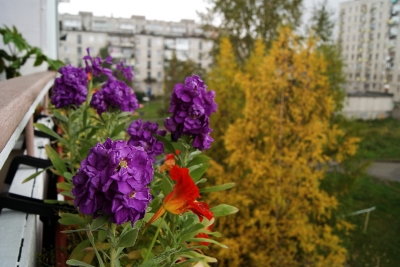 Балконные цветы (Фото 3)