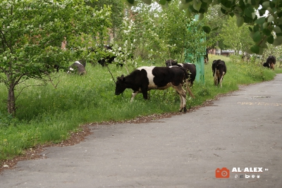 Коровы на ул. Гикалова (Качканар)